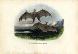 Spectral Bat, 1863-79